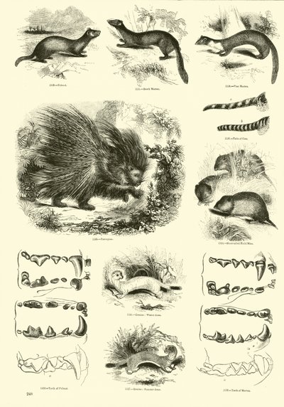 Page from The Pictorial Museum of Animated Nature by English School