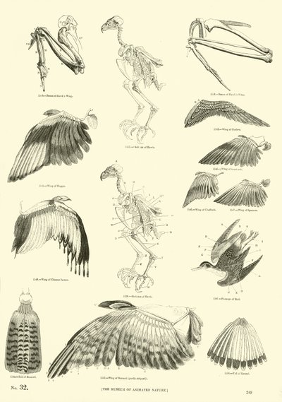 Page from The Pictorial Museum of Animated Nature by English School