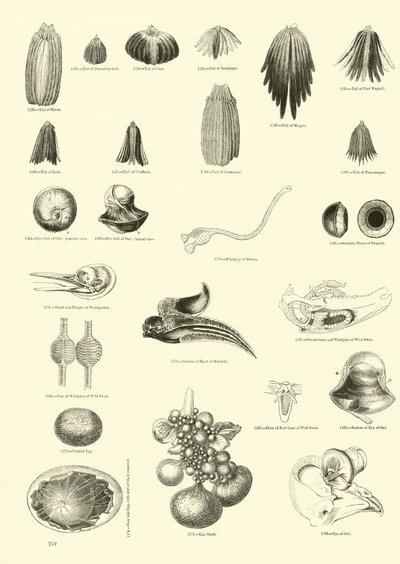 Page from The Pictorial Museum of Animated Nature by English School