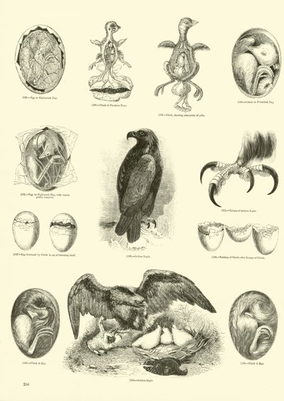 Page from The Pictorial Museum of Animated Nature by English School