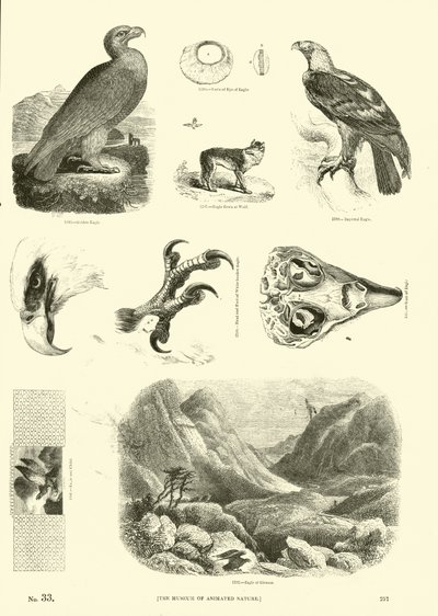 Page from The Pictorial Museum of Animated Nature by English School