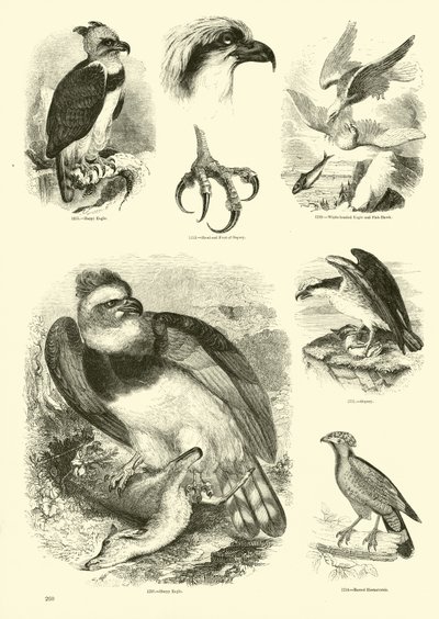 Page from The Pictorial Museum of Animated Nature by English School