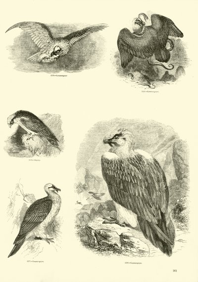 Page from The Pictorial Museum of Animated Nature by English School