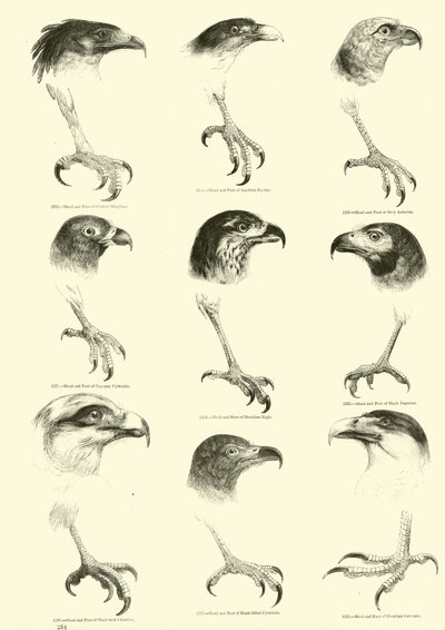 Page from The Pictorial Museum of Animated Nature by English School
