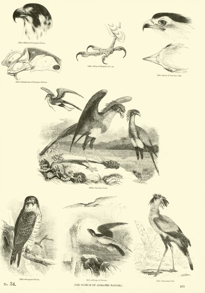 Page from The Pictorial Museum of Animated Nature by English School