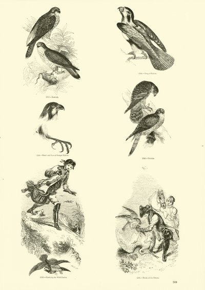 Page from The Pictorial Museum of Animated Nature by English School