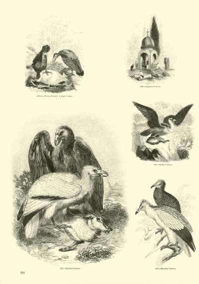 Page from The Pictorial Museum of Animated Nature by English School