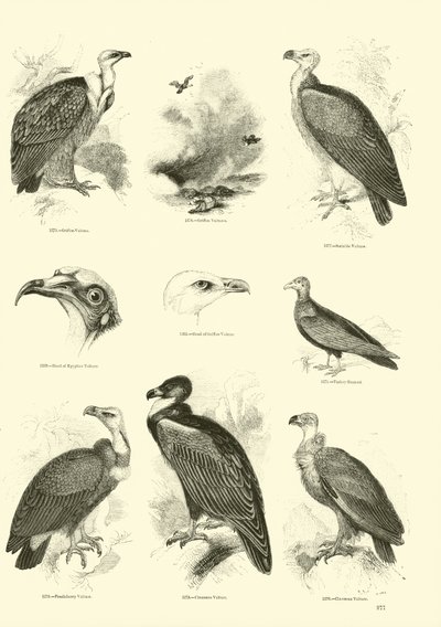 Page from The Pictorial Museum of Animated Nature by English School