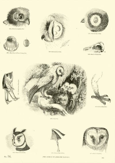 Page from The Pictorial Museum of Animated Nature by English School