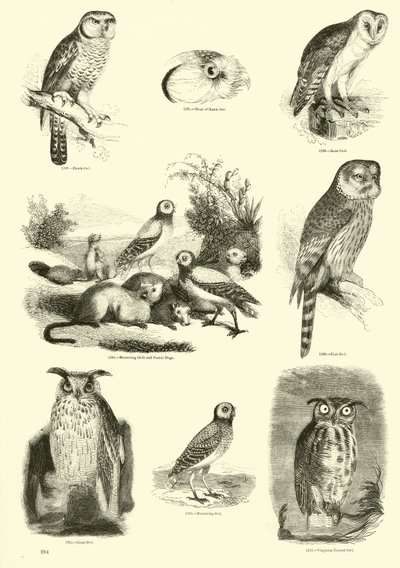 Page from The Pictorial Museum of Animated Nature by English School