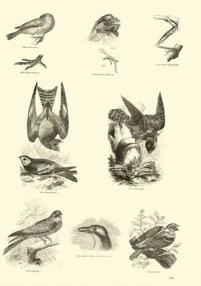 Page from The Pictorial Museum of Animated Nature by English School