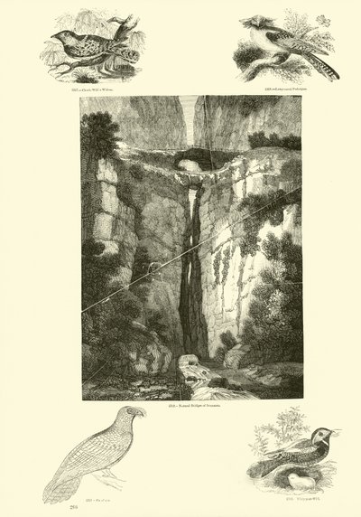 Page from The Pictorial Museum of Animated Nature by English School