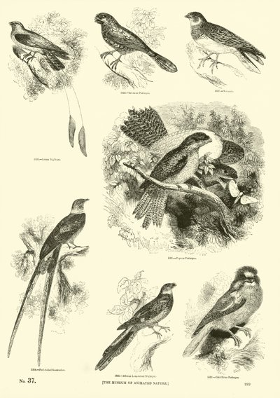 Page from The Pictorial Museum of Animated Nature by English School