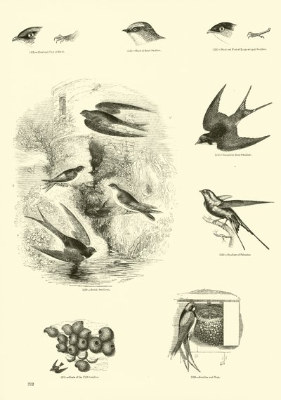Page from The Pictorial Museum of Animated Nature by English School