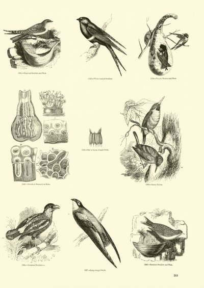 Page from The Pictorial Museum of Animated Nature by English School