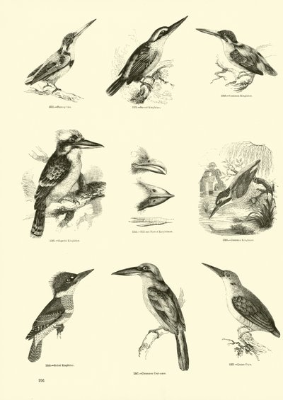 Page from The Pictorial Museum of Animated Nature by English School