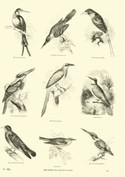 Page from The Pictorial Museum of Animated Nature by English School