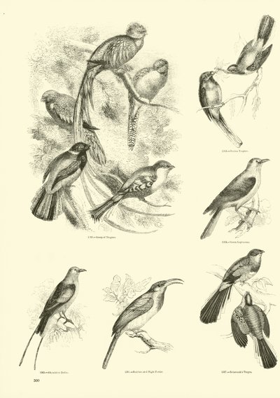 Page from The Pictorial Museum of Animated Nature by English School