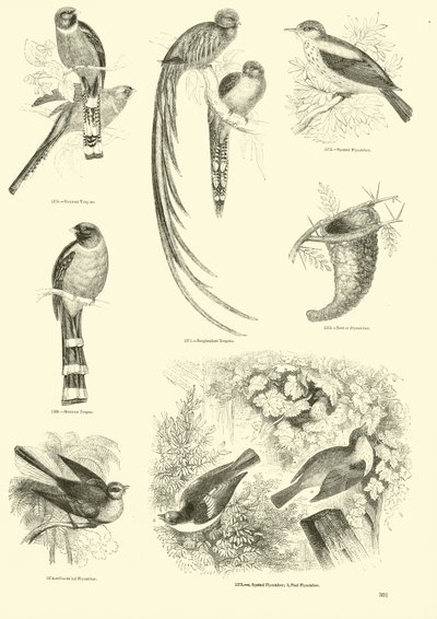 Page from The Pictorial Museum of Animated Nature by English School