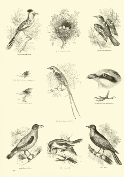 Page from The Pictorial Museum of Animated Nature by English School