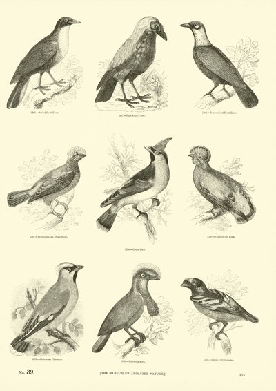 Page from The Pictorial Museum of Animated Nature by English School