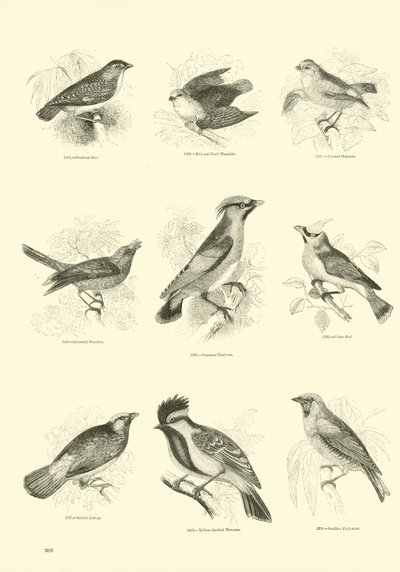 Page from The Pictorial Museum of Animated Nature by English School