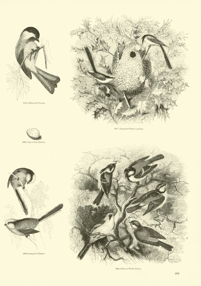 Page from The Pictorial Museum of Animated Nature by English School