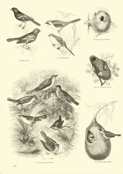 Page from The Pictorial Museum of Animated Nature by English School