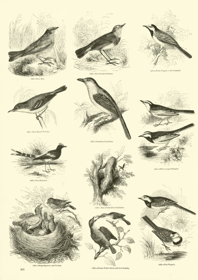 Page from The Pictorial Museum of Animated Nature by English School