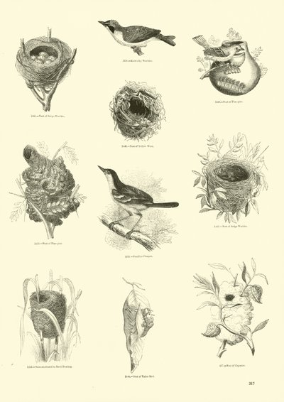 Page from The Pictorial Museum of Animated Nature by English School