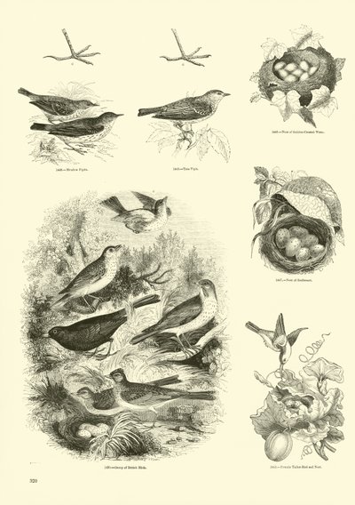 Page from The Pictorial Museum of Animated Nature by English School