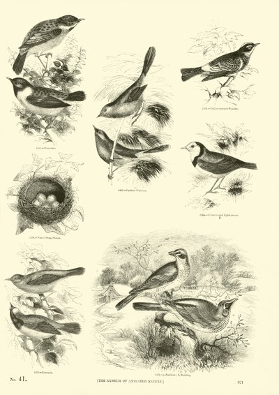 Page from The Pictorial Museum of Animated Nature by English School