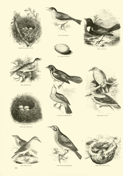 Page from The Pictorial Museum of Animated Nature by English School