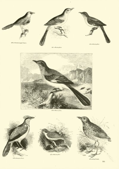 Page from The Pictorial Museum of Animated Nature by English School