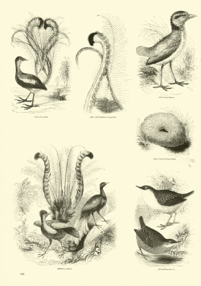 Page from The Pictorial Museum of Animated Nature by English School