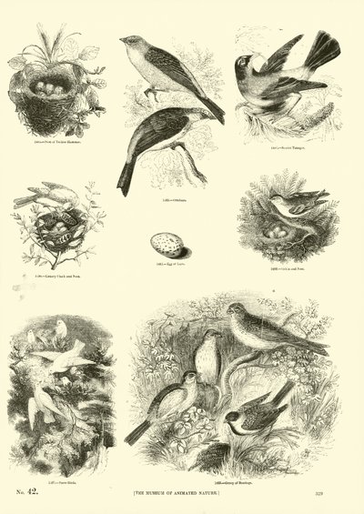 Page from The Pictorial Museum of Animated Nature by English School