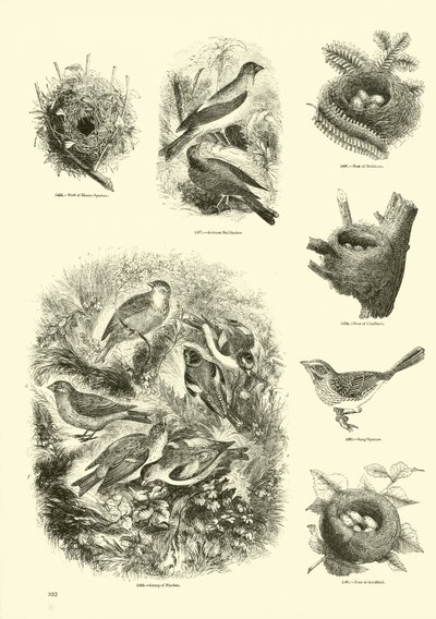 Page from The Pictorial Museum of Animated Nature by English School