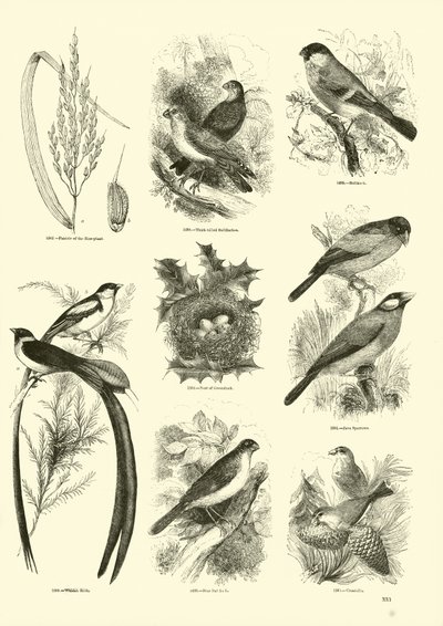 Page from The Pictorial Museum of Animated Nature by English School