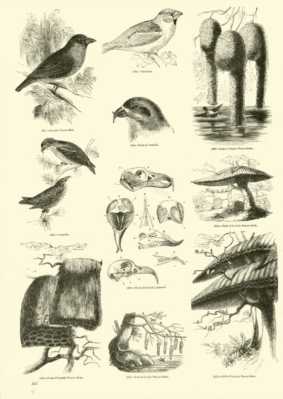 Page from The Pictorial Museum of Animated Nature by English School