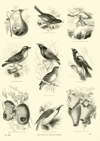 Page from The Pictorial Museum of Animated Nature by English School