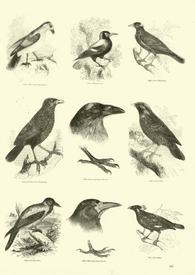 Page from The Pictorial Museum of Animated Nature by English School