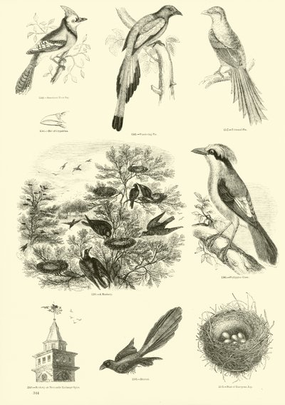 Page from The Pictorial Museum of Animated Nature by English School