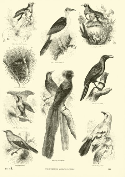 Page from The Pictorial Museum of Animated Nature by English School