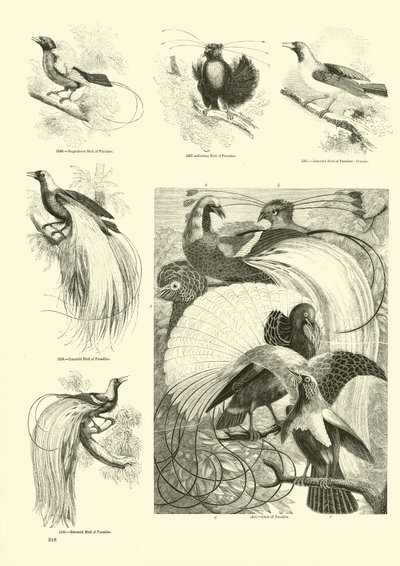 Page from The Pictorial Museum of Animated Nature by English School