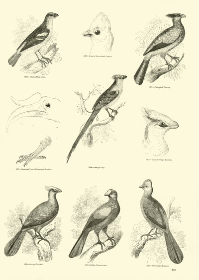 Page from The Pictorial Museum of Animated Nature by English School