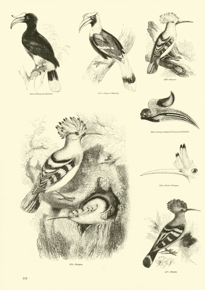 Page from The Pictorial Museum of Animated Nature by English School
