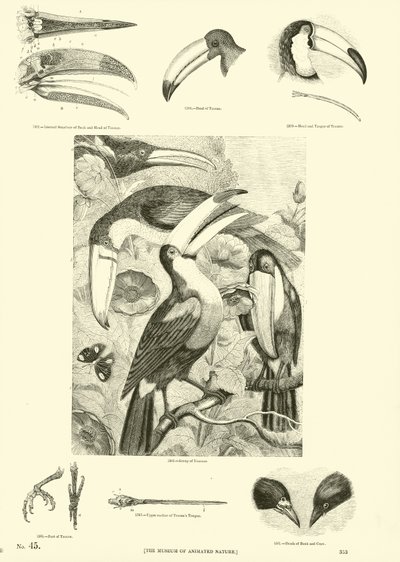 Page from The Pictorial Museum of Animated Nature by English School