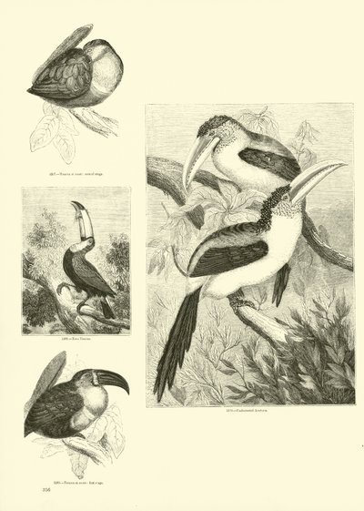 Page from The Pictorial Museum of Animated Nature by English School
