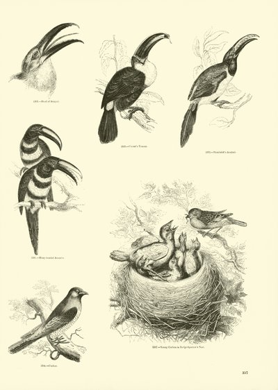 Page from The Pictorial Museum of Animated Nature by English School