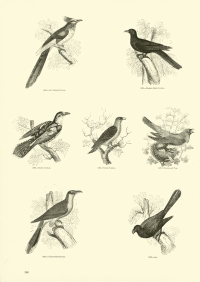 Page from The Pictorial Museum of Animated Nature by English School
